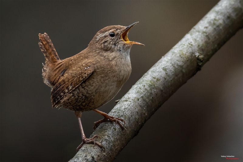 Крапивник фото превью
