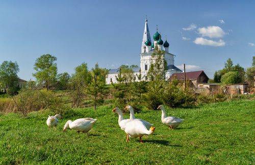 Гуси в деревне