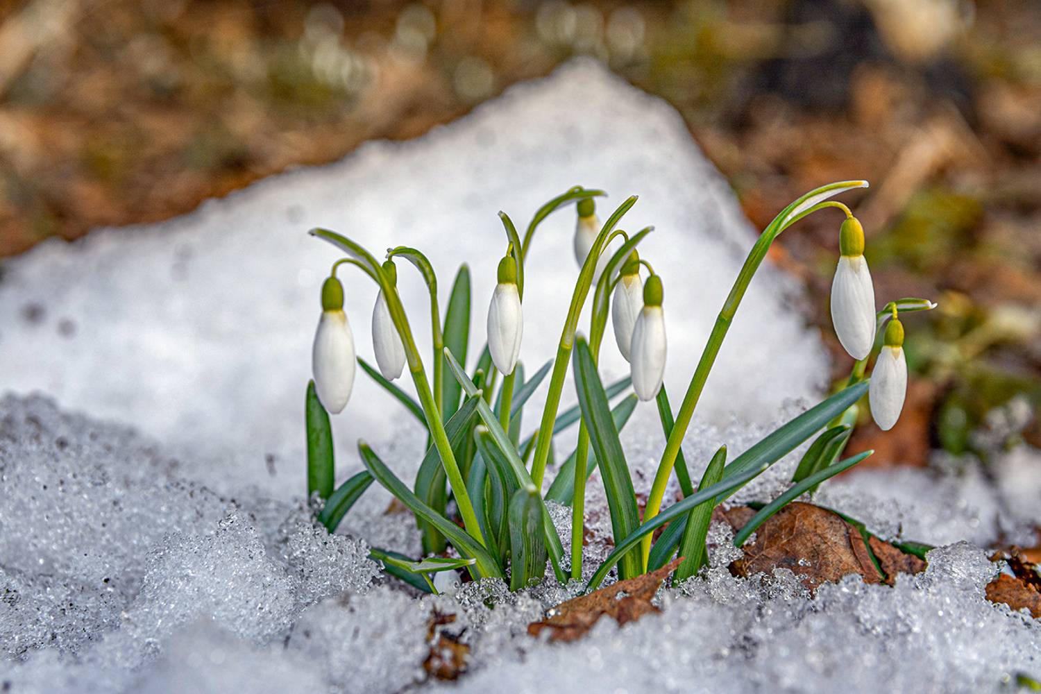 , Анатолий Зверев