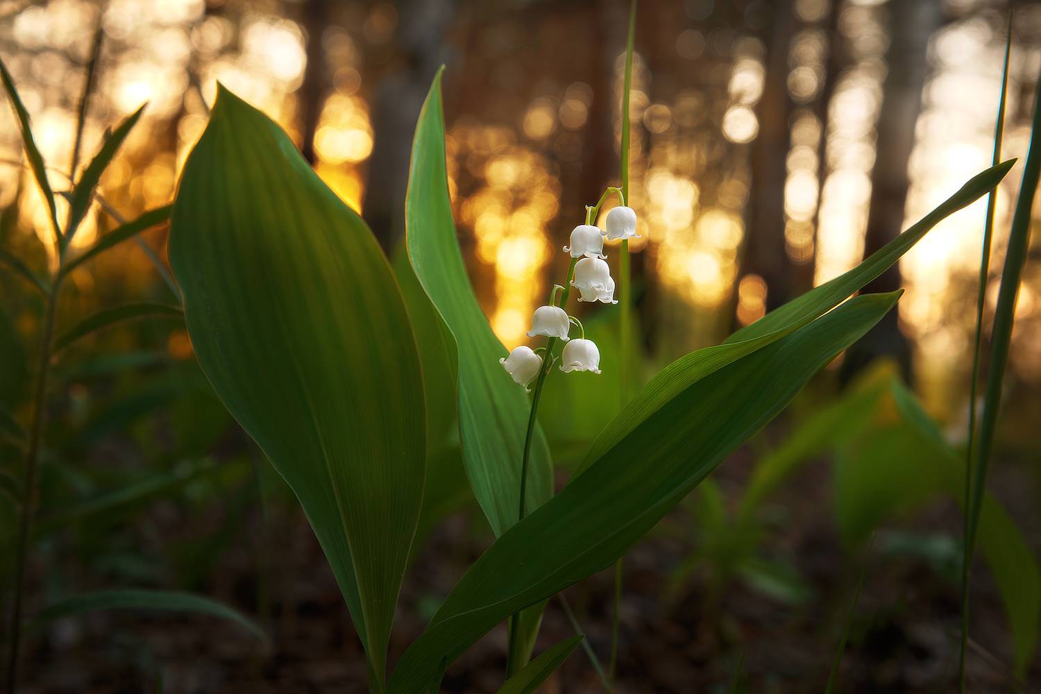 , Макаров Роман