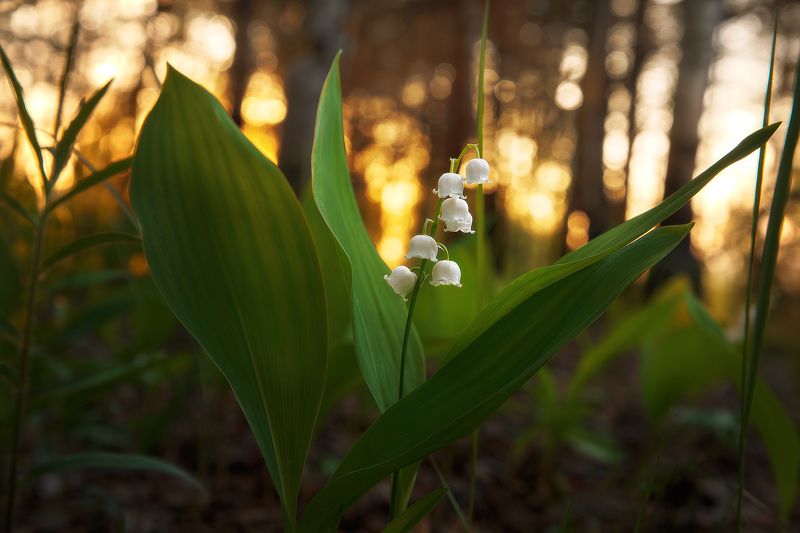 Закат, май, ландыши фото превью