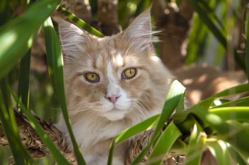 Leonidas фото превью