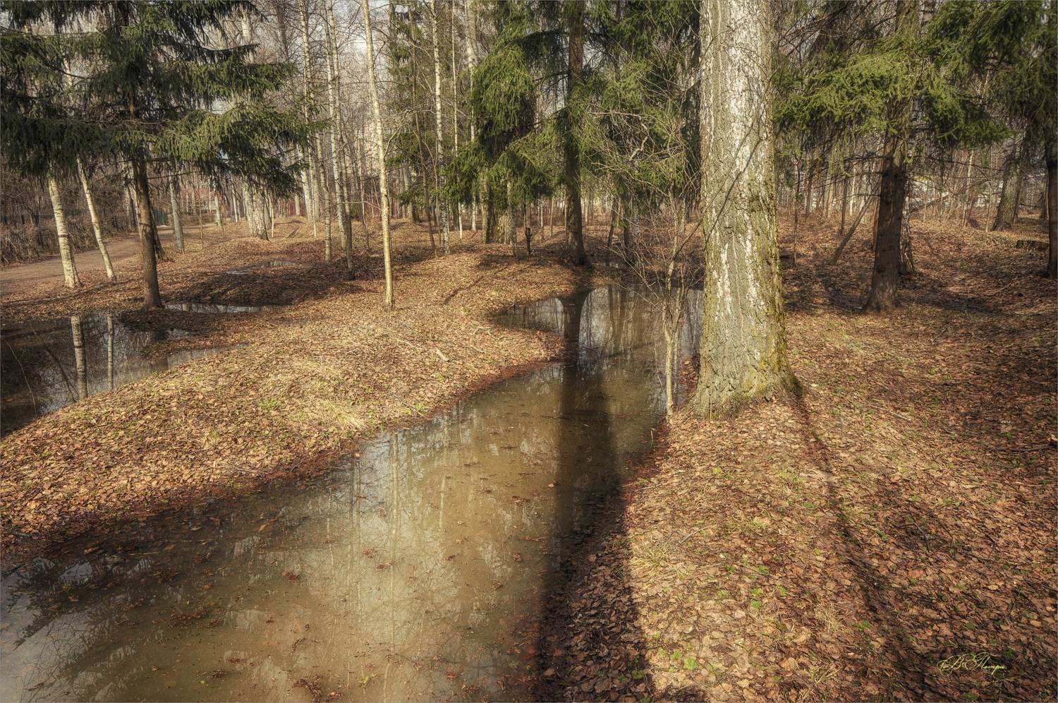 лужи деревья, Вера Петри