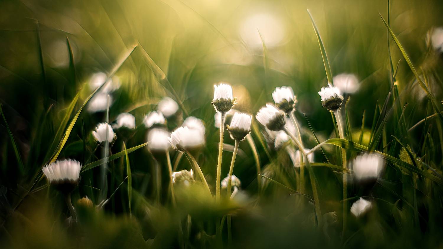 field, flowers, bokeh, , Wojciech Grzanka
