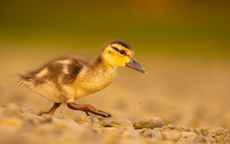Duckling фото превью