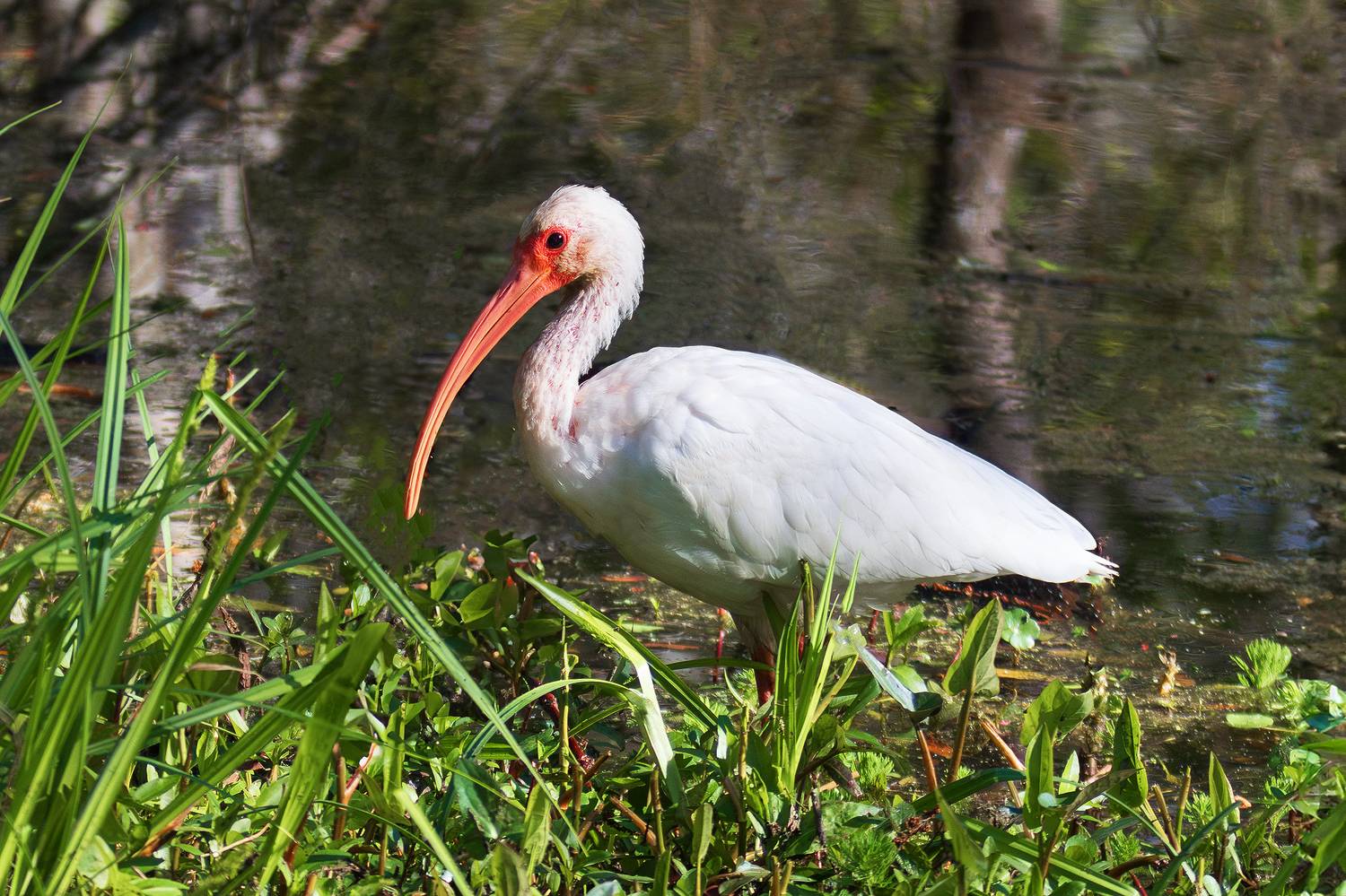 , Леонид Дьяченко