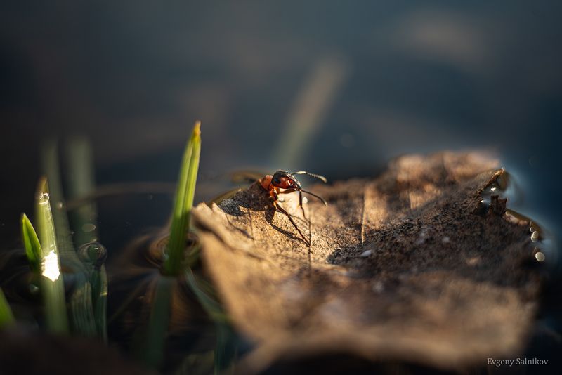 Лесные муравьи в апреле фото превью