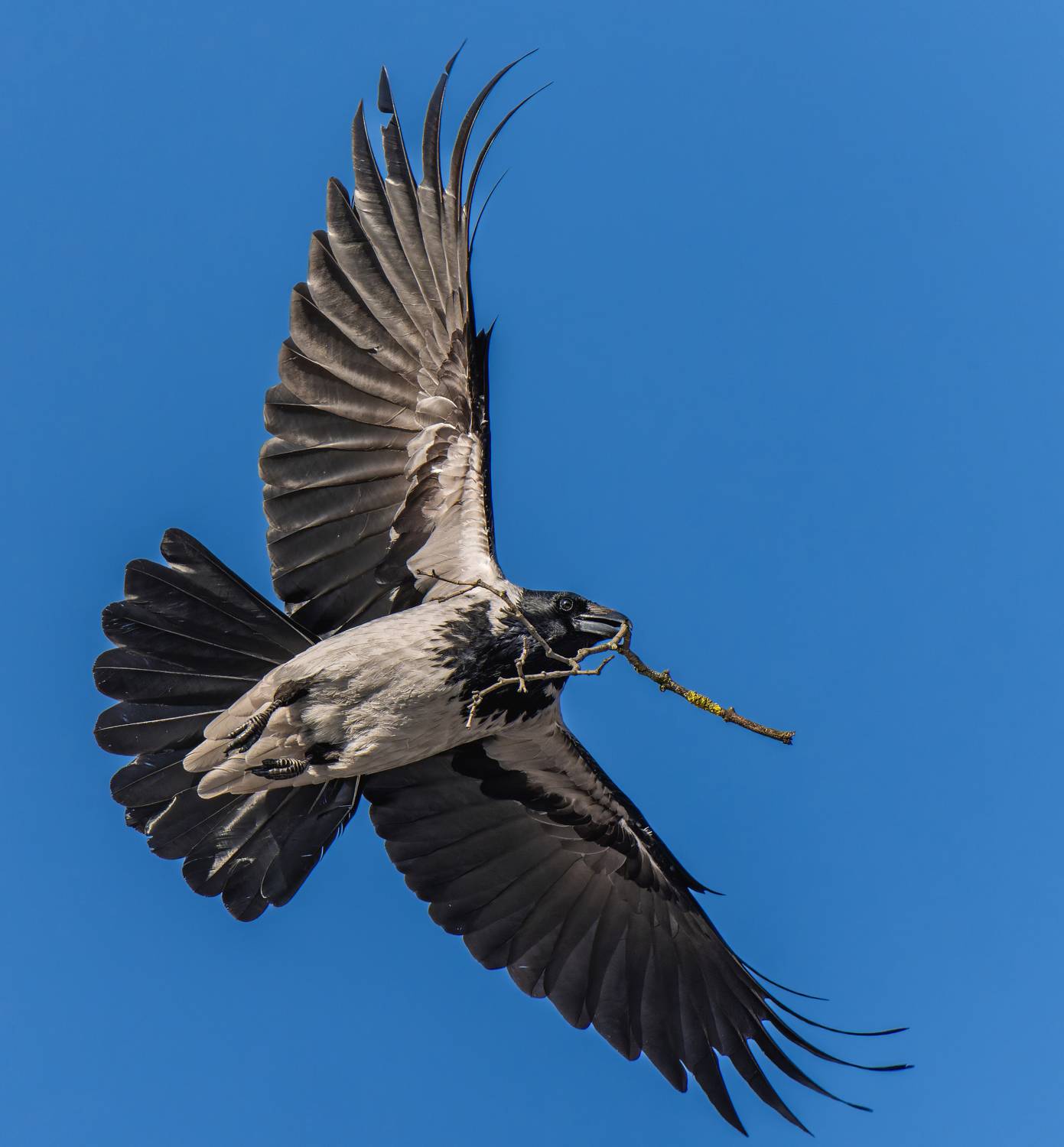 , Дэм Константин