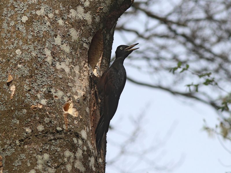 желна, чёрный дятел, дятел, dryocopus martius, black woodpecker, woodpecker Где ты, милый? фото превью