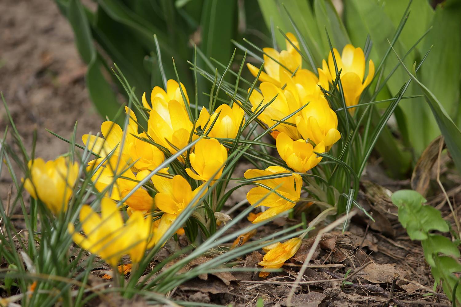 шафран золотистый, крокус золотистый, crocus chrysanthus, КарОл
