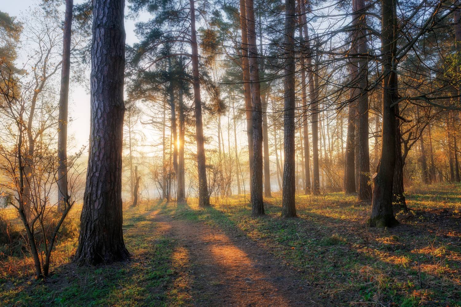 природа, рассвет, лес, лесной пейзаж, пейзаж, природа Московской области, Мартыненко Дмитрий