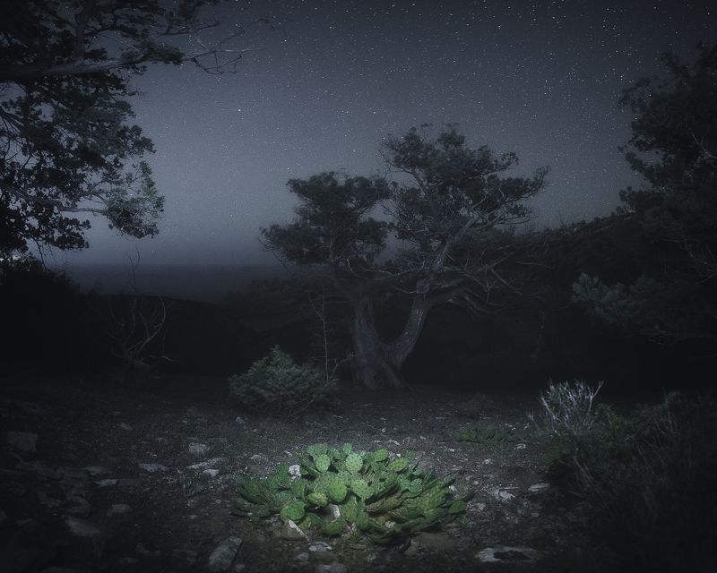 Ночь опунции фото превью