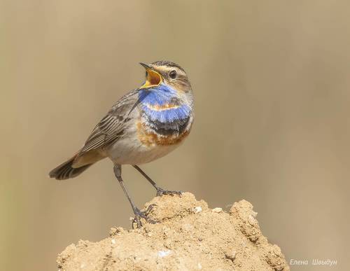 Blue throat