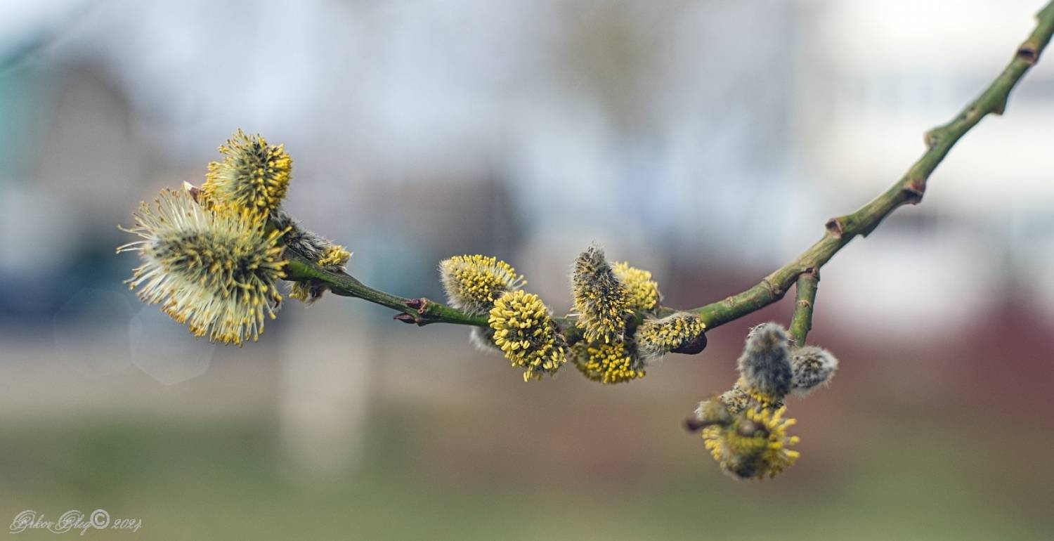 , Орлов Олег