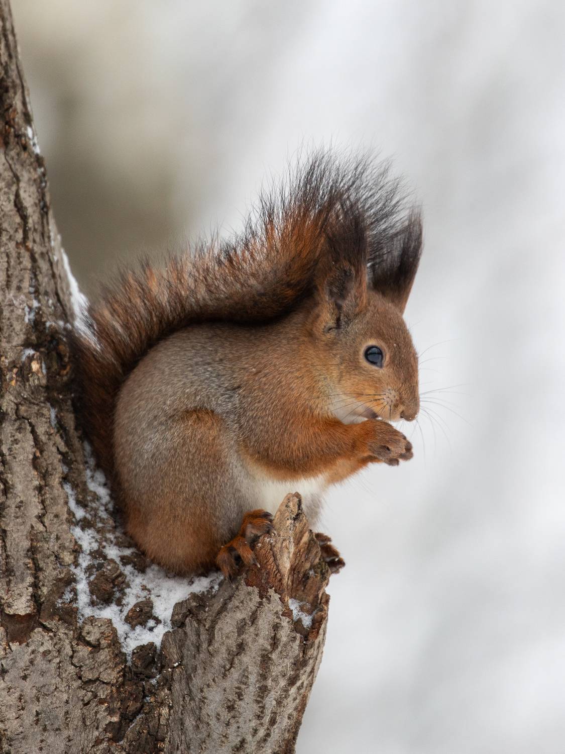 белка, животные, белки, Бравичева Анастасия