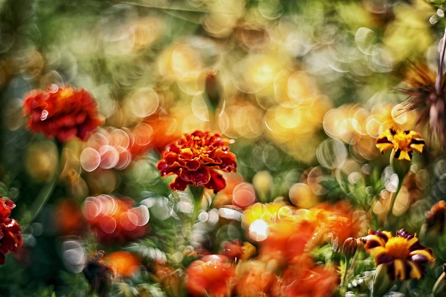 боке, цветы, лето, пузырьки, лепестки, бархатцы, винтажный объектив, meyer-optik g&ouml;rlitz oreston 50mm/1.8, Стасов Виталий