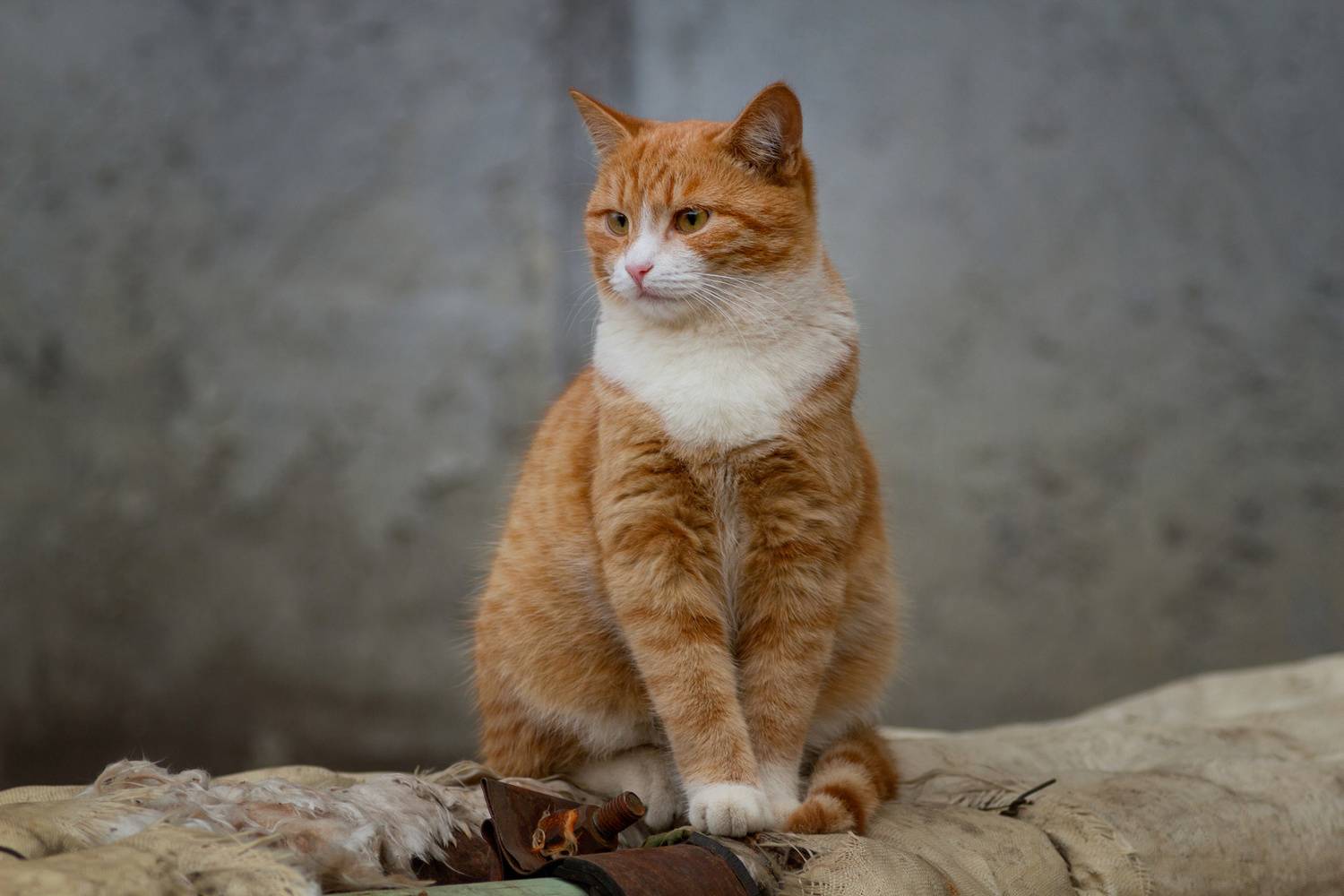 кот, Александр Канцур