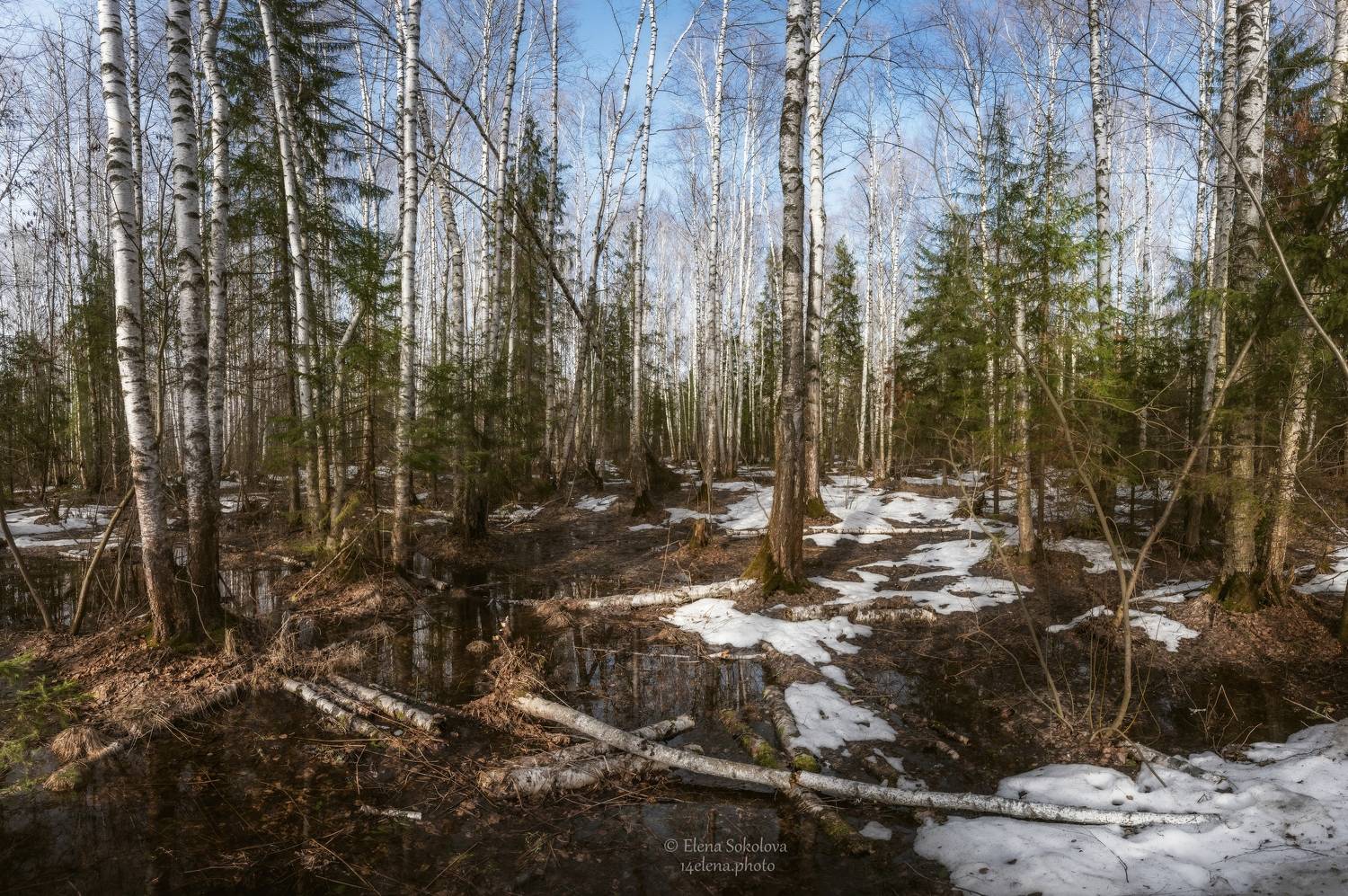 лес, весна, парк, ручьи, лужи, отражение, апрель, пермь, Соколова Елена