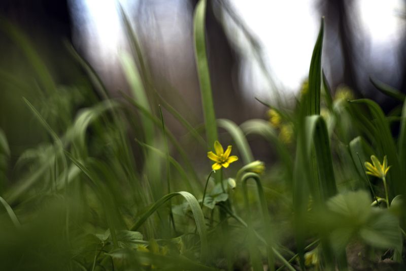 ***  фото превью