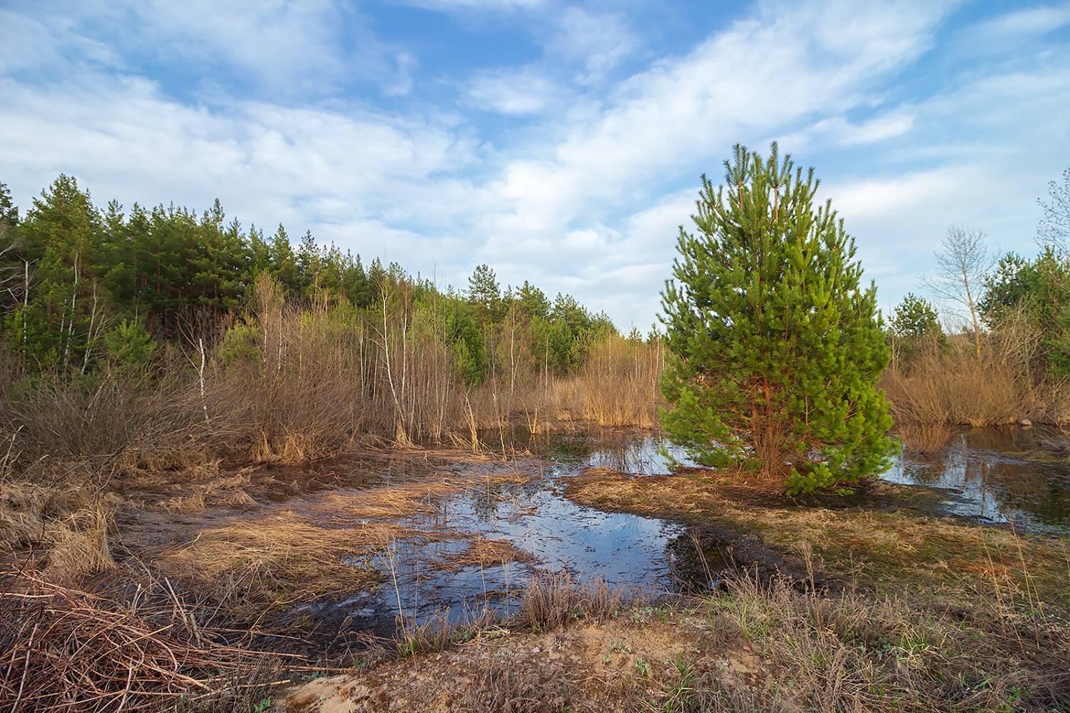 весна, лес, ручей, Востриков Руслан