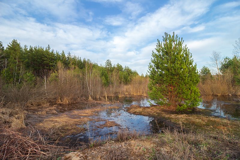 весна, лес, ручей  фото превью