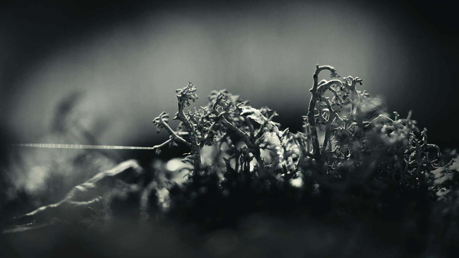 , Алексей Лобанов