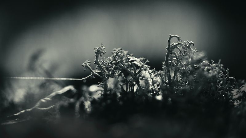 Тяни! фото превью