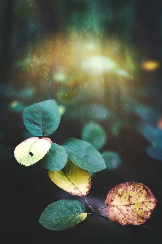 листья Лесная зарисовка фото превью