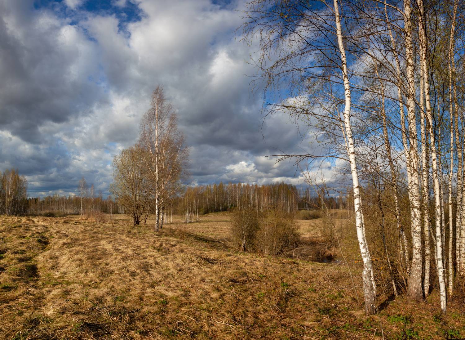 весна, облака , поле, лес, Свистков Александр