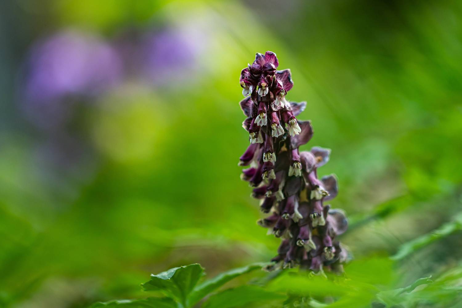 , Волынский Виктор