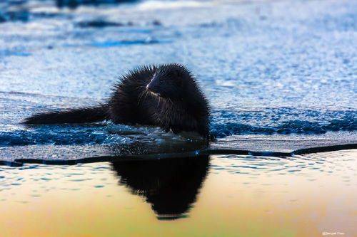 Вечерняя охота