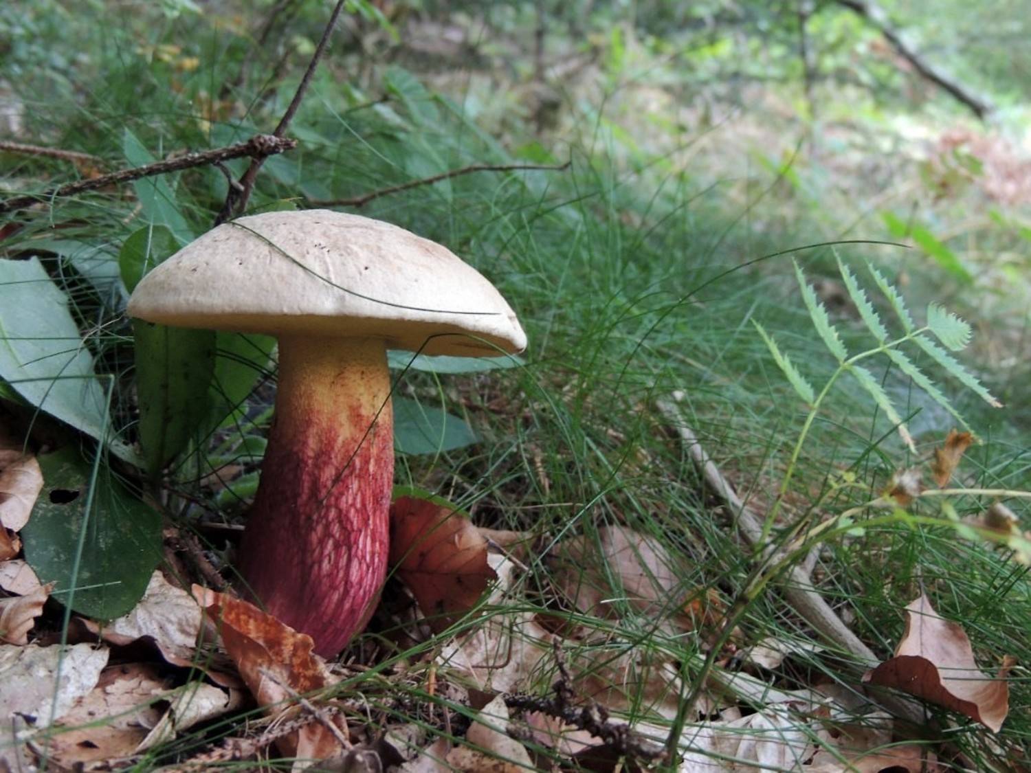 , Савоцкий Роман