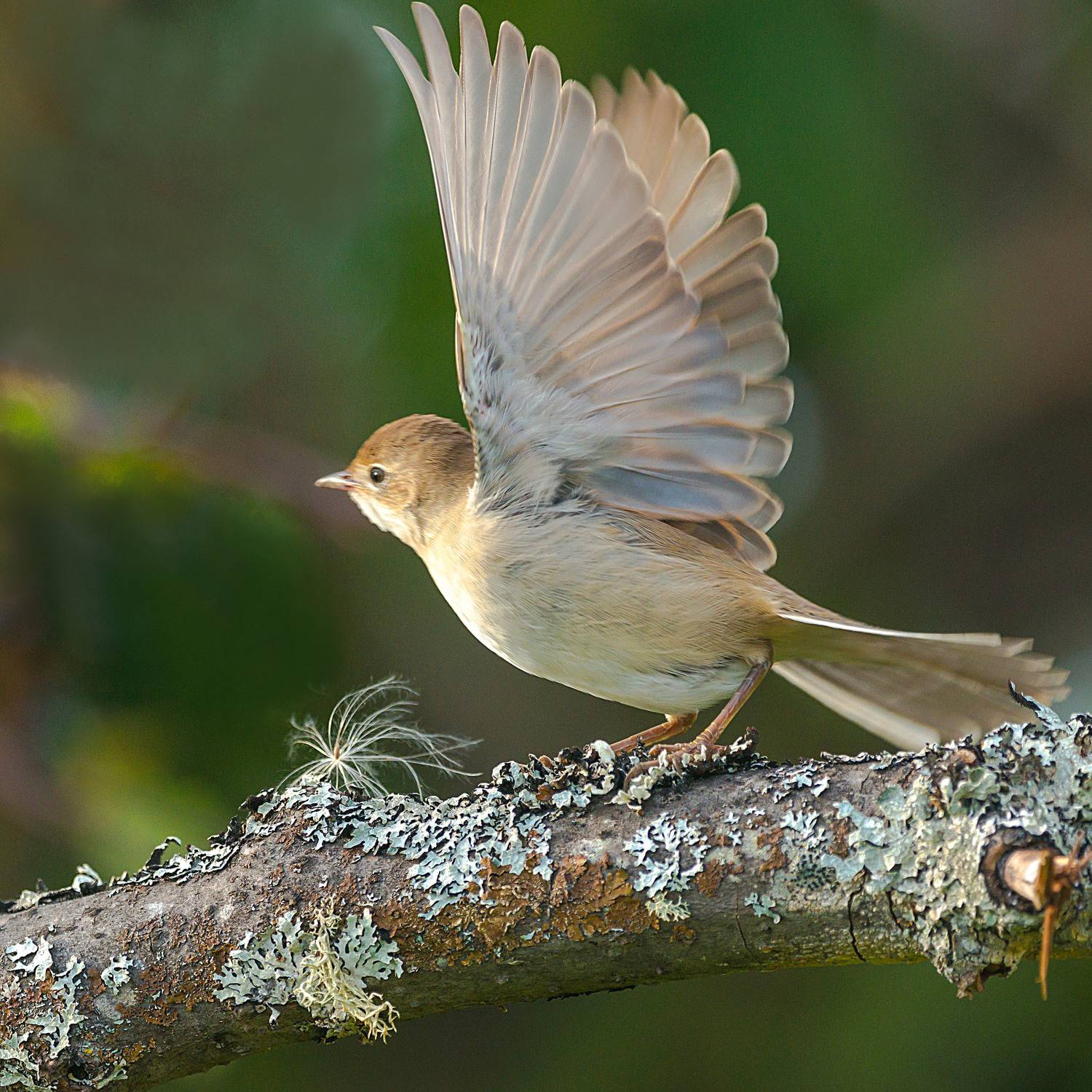 , Белоусов Михаил