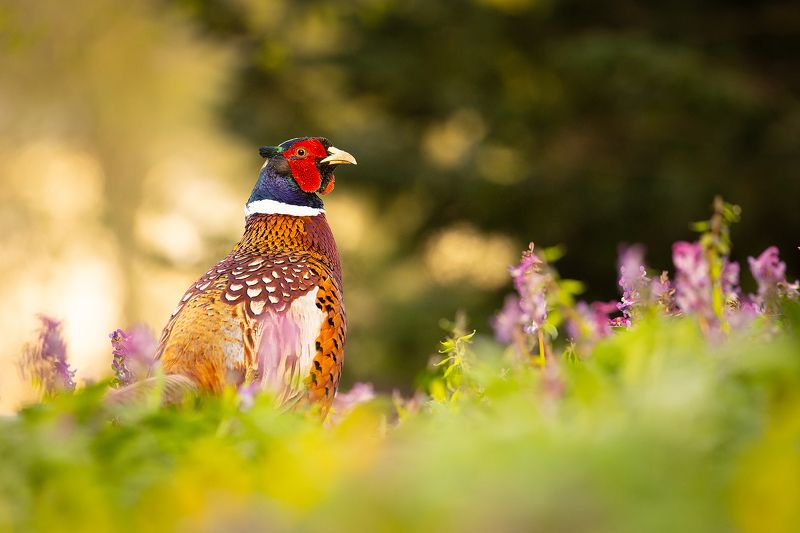 Pheasant фото превью