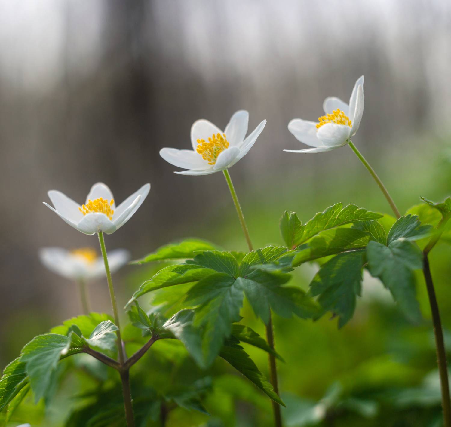 цветы, весна, Свистков Александр