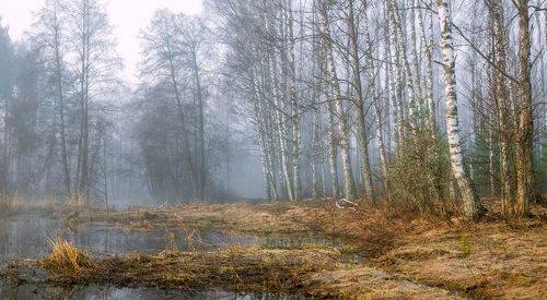 На опушке в туманное утро на р. Суворощь