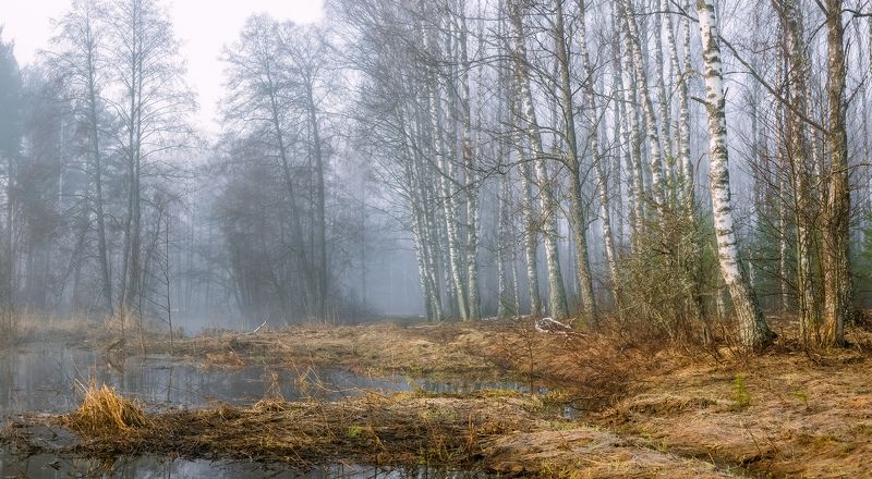 На опушке в туманное утро на р. Суворощь фото превью