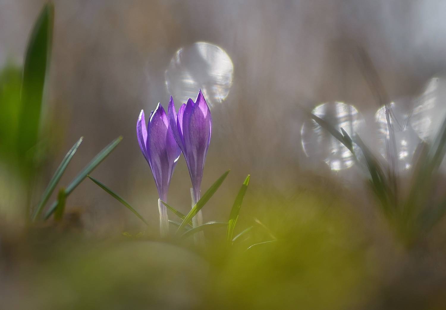 , Панова Зоя