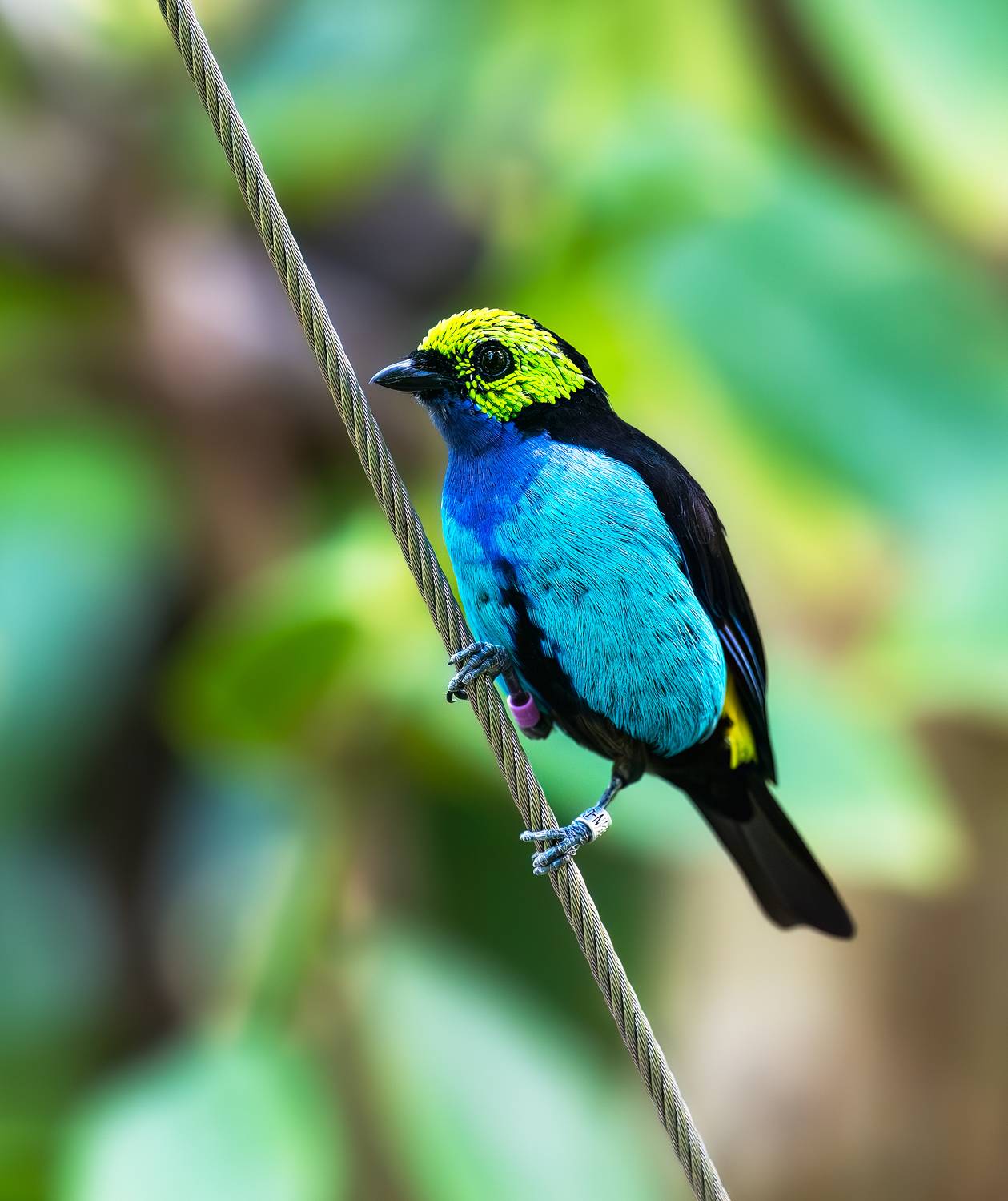 , Zavaydin Zavaydinov