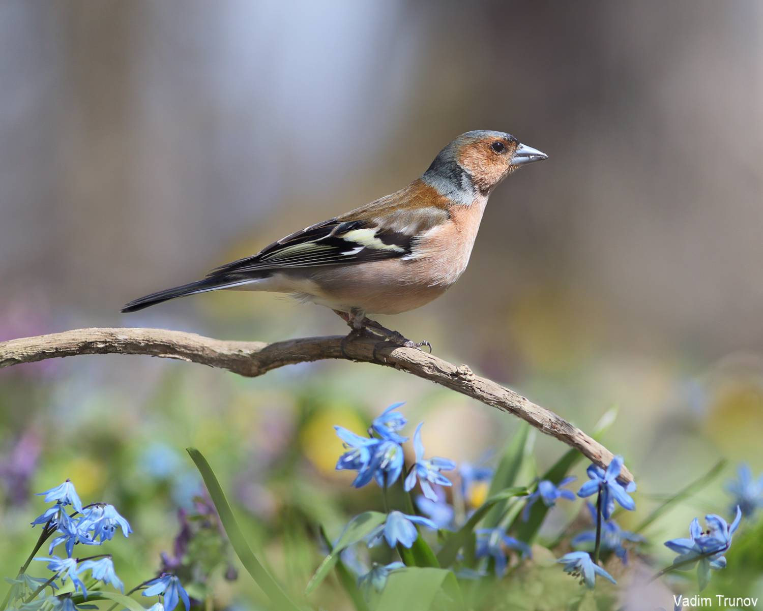 зяблик, Вадим Трунов