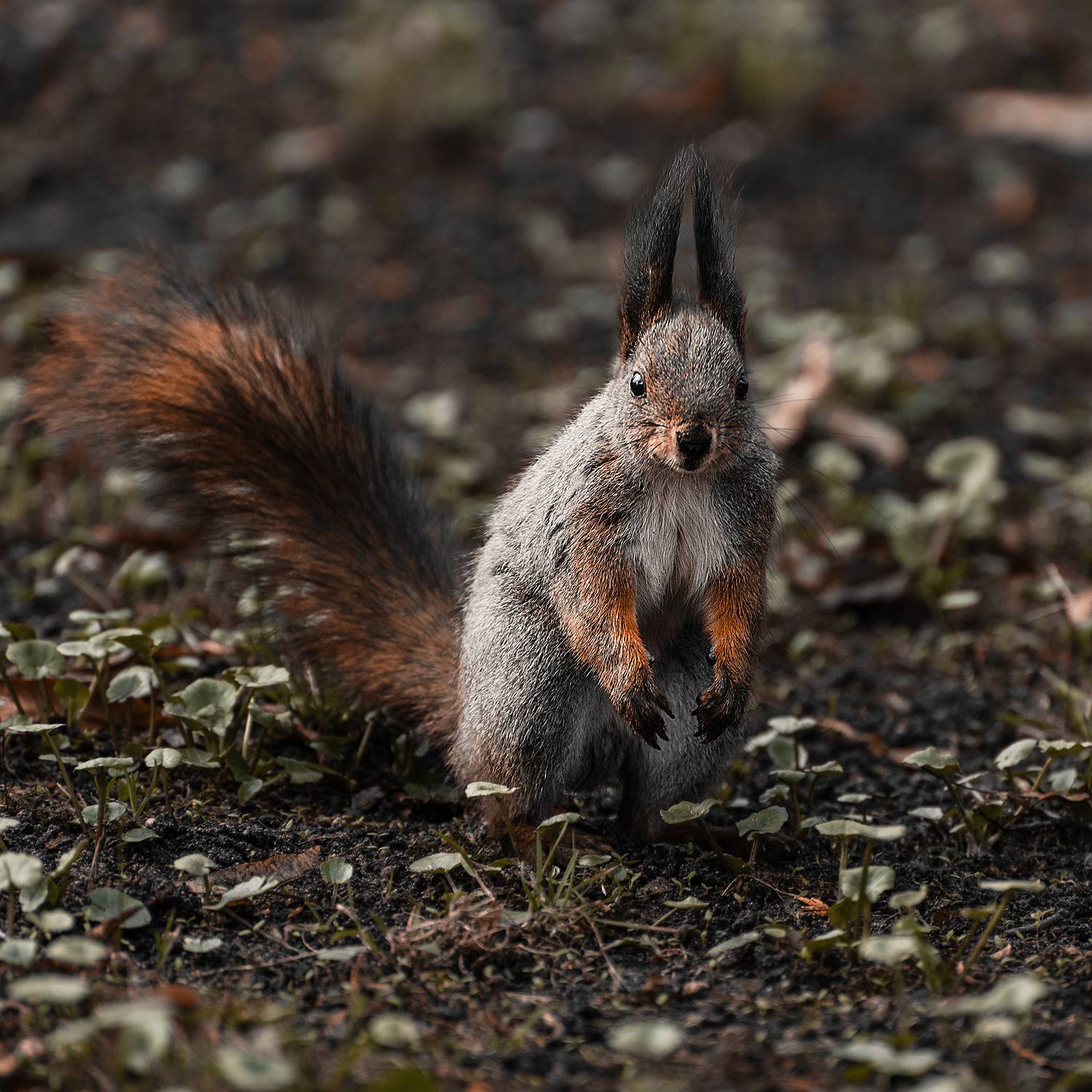 белка, животное, грызун, парк, природа, весна, animal, animal photofraphy, spring, squirrel, Колесенко Иван