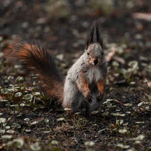 Белка в парке