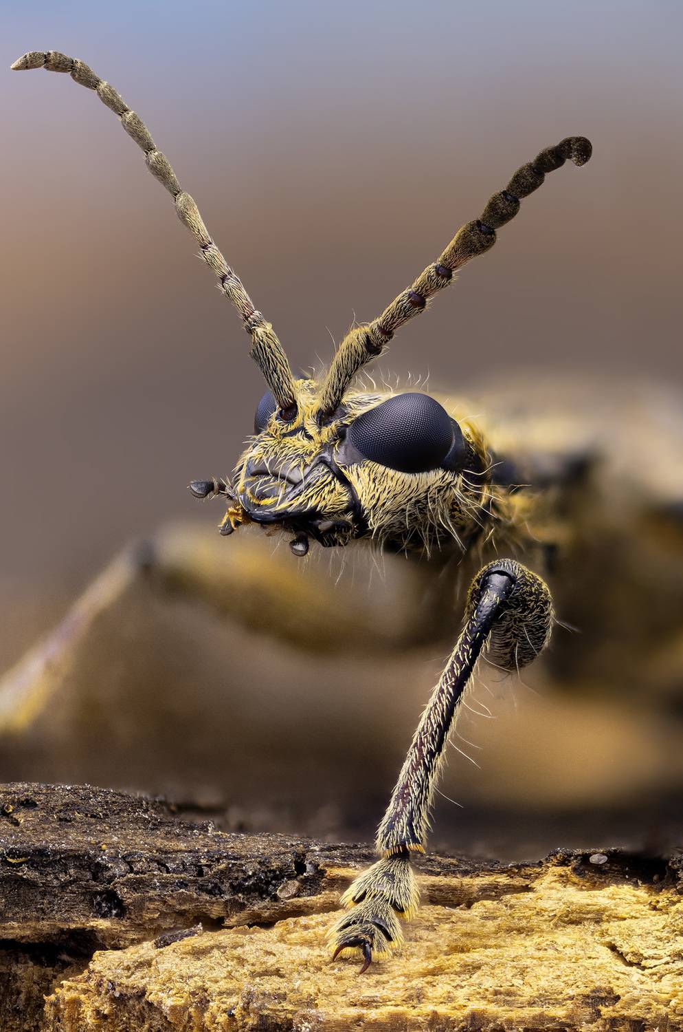 rhagium, inquisitor, Kavaliauskas Eugenijus