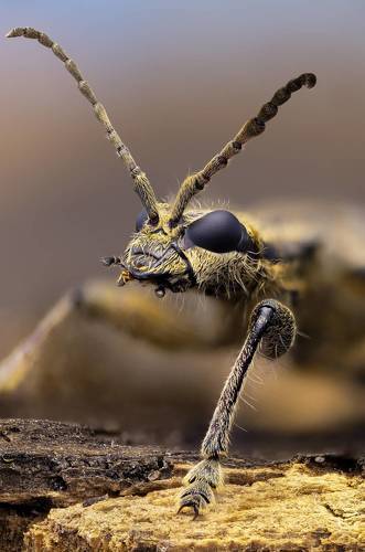 Ребристый рагий