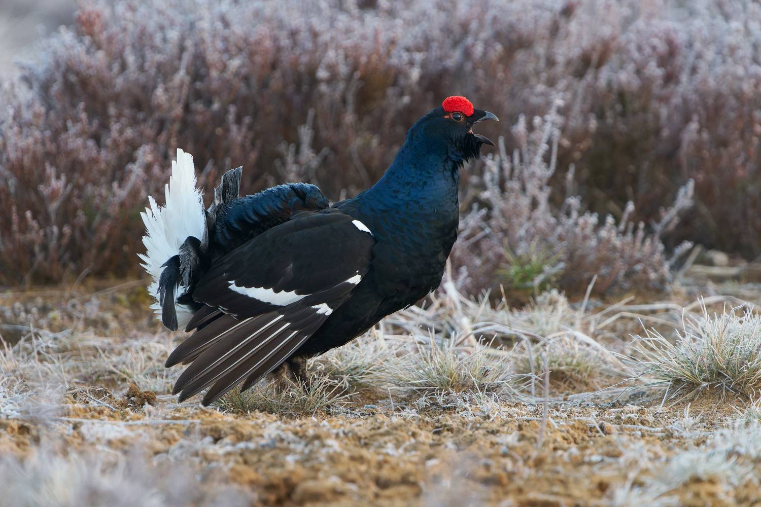 птицы, тетерев, весна, ток, утро, иней, Стас