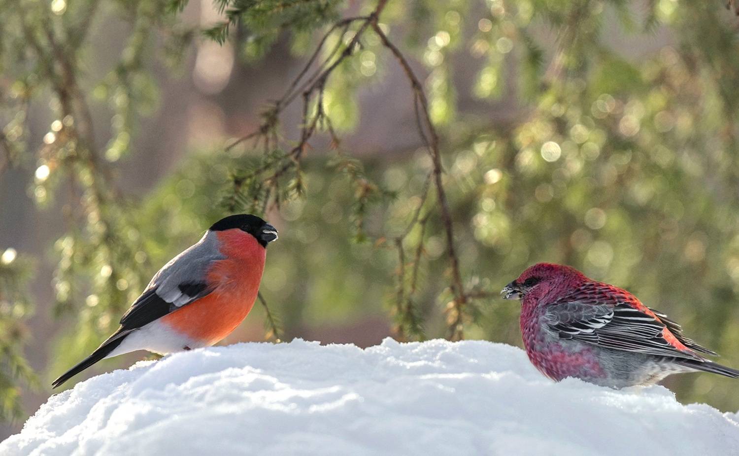 , Ермохина Наталья