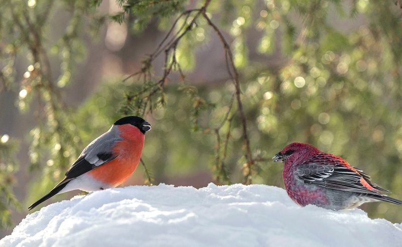 фото превью