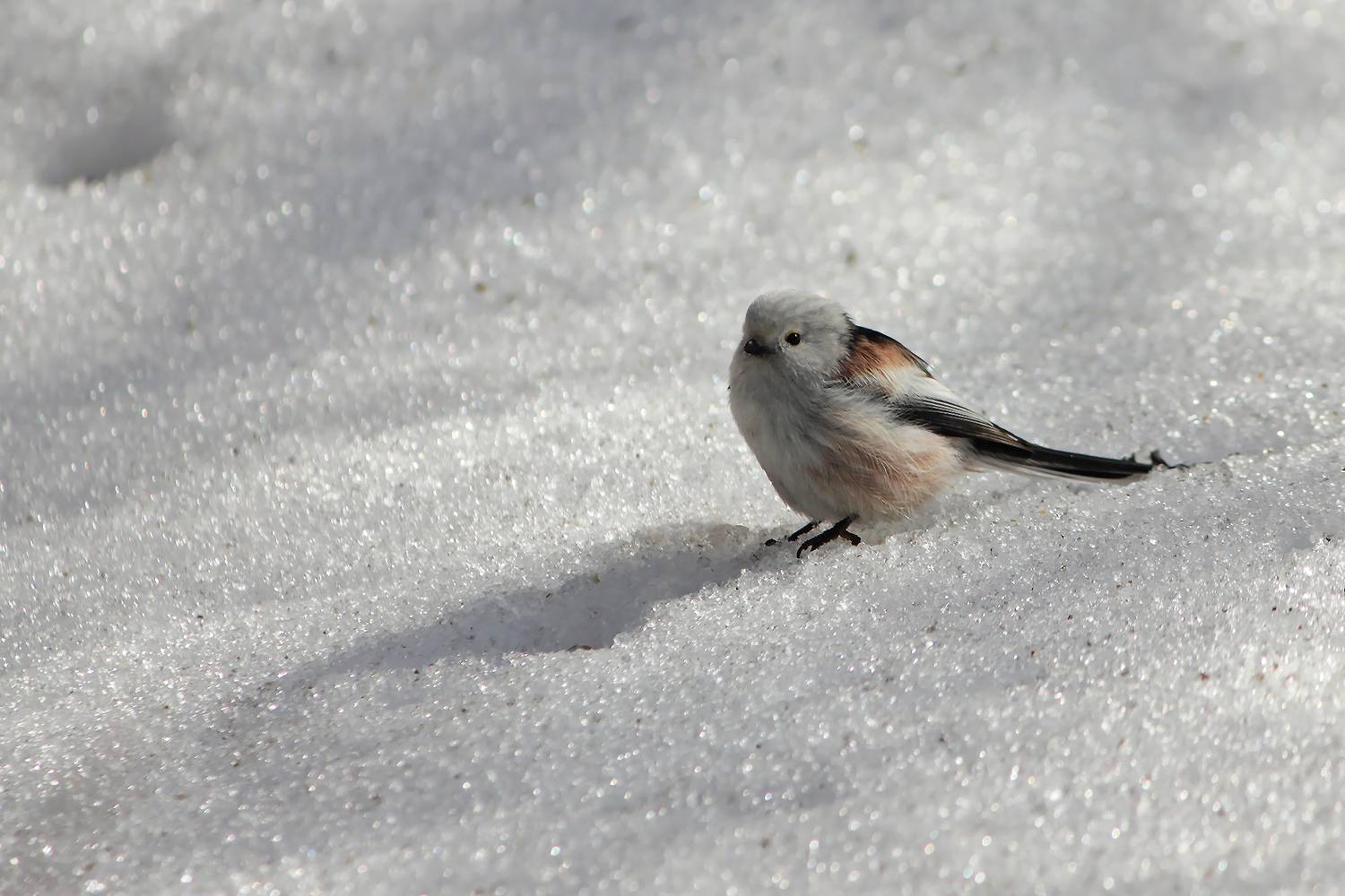 длиннохвостая синица, ополовник, aegithalos caudatus, КарОл