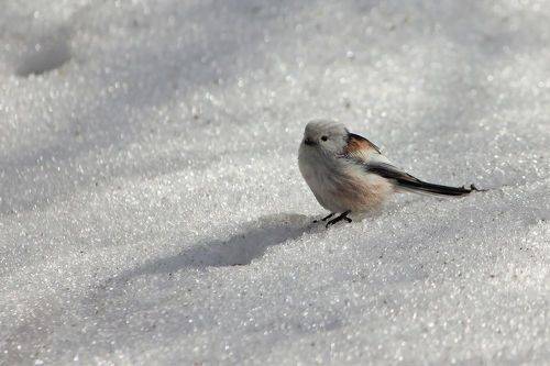 Мартовский ополовник