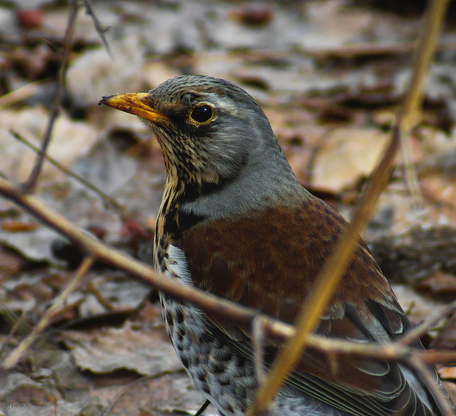 , Екимова Наталья